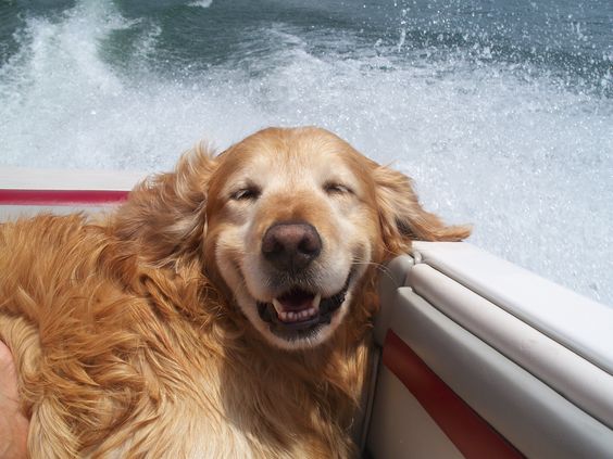 A smiling Golden Retriever while lying inside the boat