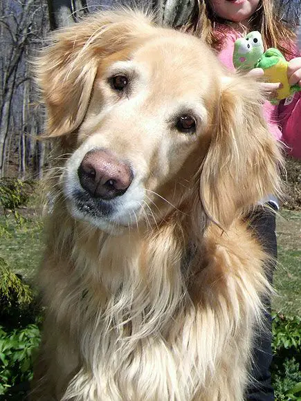 A Golden Retriever sitting on the grass while tilting its head