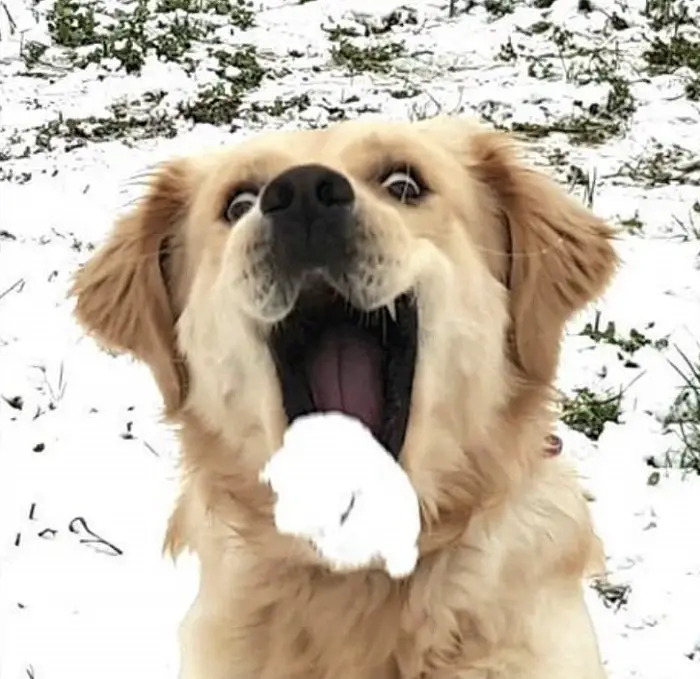 A catching a snow with its mouth