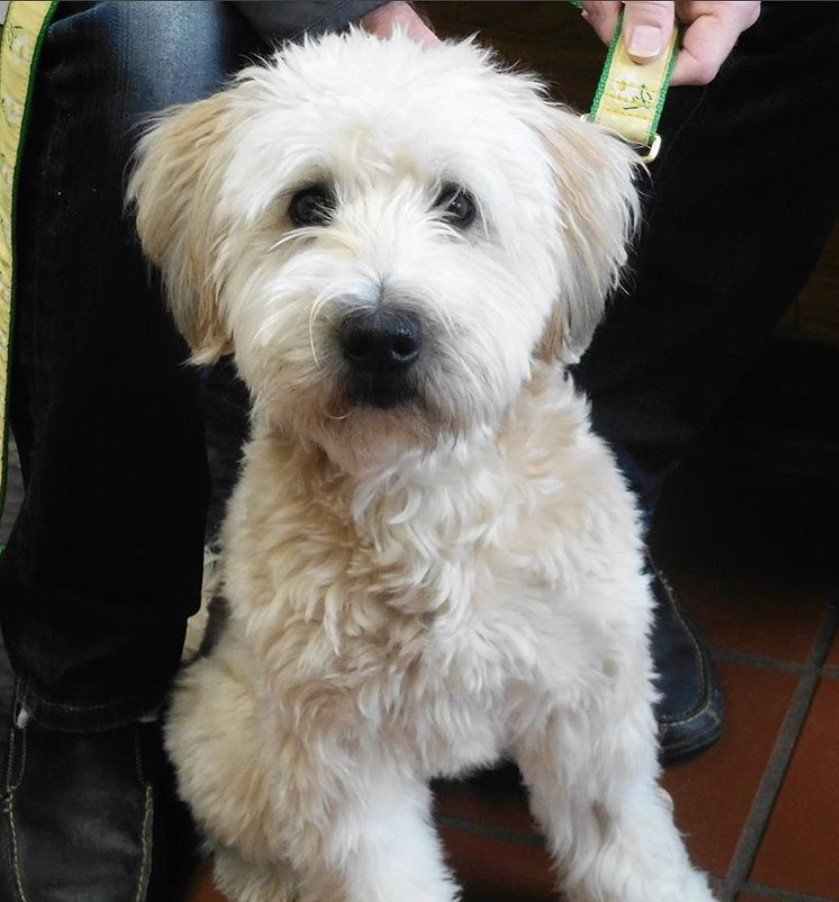 A Goldenoodle sitting on the floor behind its owner