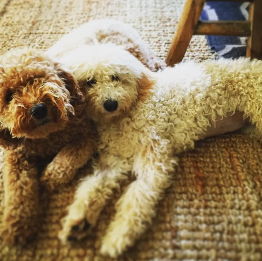 two Goldenoodle puppies lying on the floor beside each other
