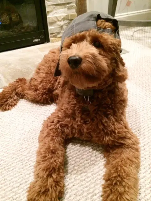 A Goldenoodle wearing a cap while lying on the floor