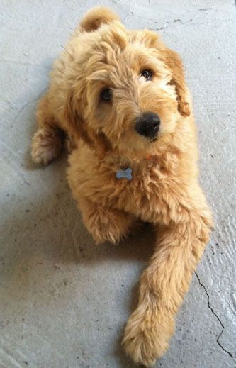 A Goldenoodle puppy lying on the pavement while tilting its head