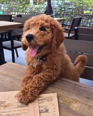 A Goldenoodle puppy leaning towards the table while smiling