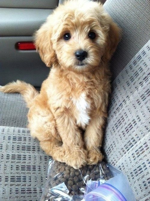 A Goldenoodle puppy sitting in the passenger seat