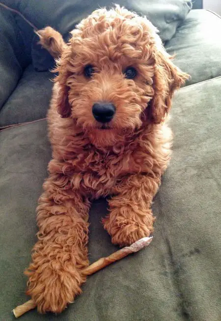 A Goldenoodle puppy lying on the couch