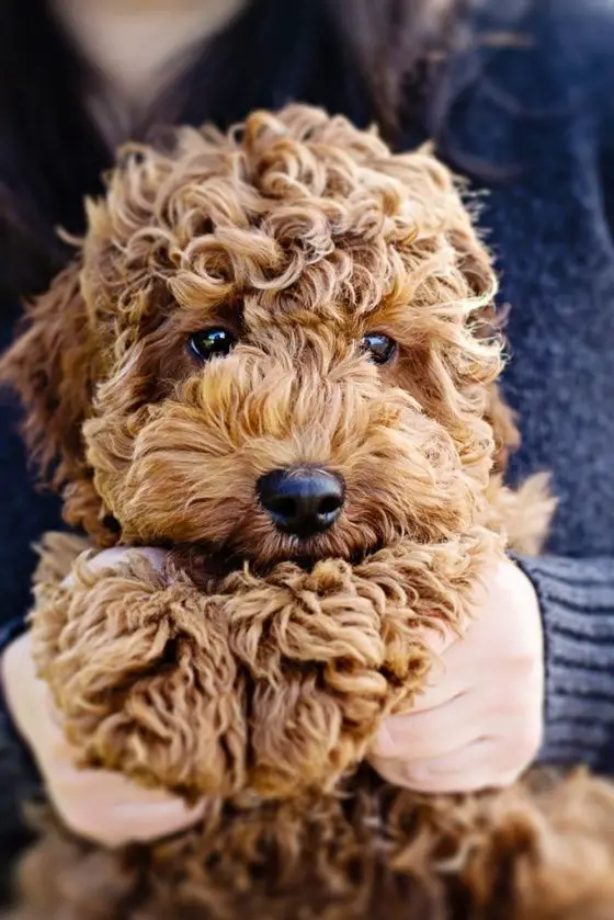A Goldenoodle puppy sitting on the lap of a woman