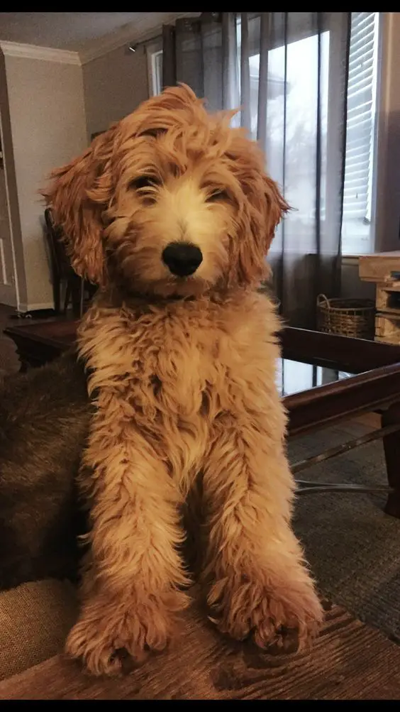 A Goldenoodle sitting on the floor in the living room