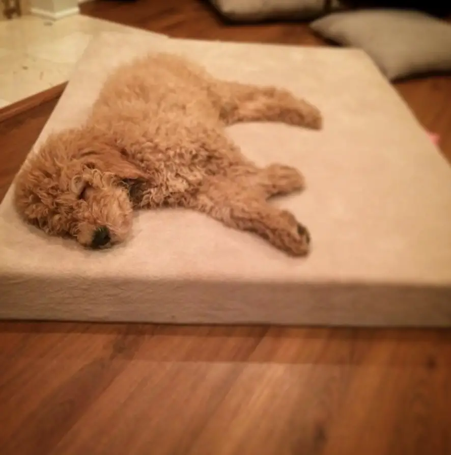 A Goldenoodle puppy sleeping on its bed on the floor