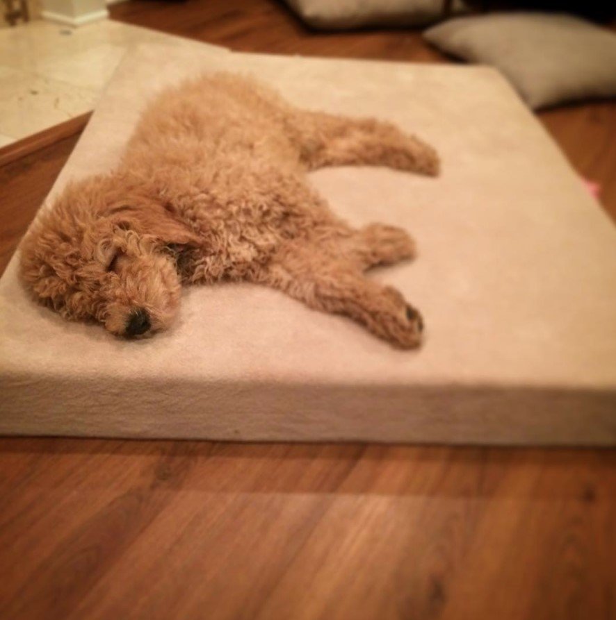 A Goldenoodle puppy sleeping on its bed on the floor