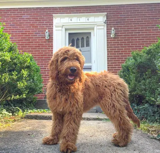 A Goldenoodle standing pathway going to the front door