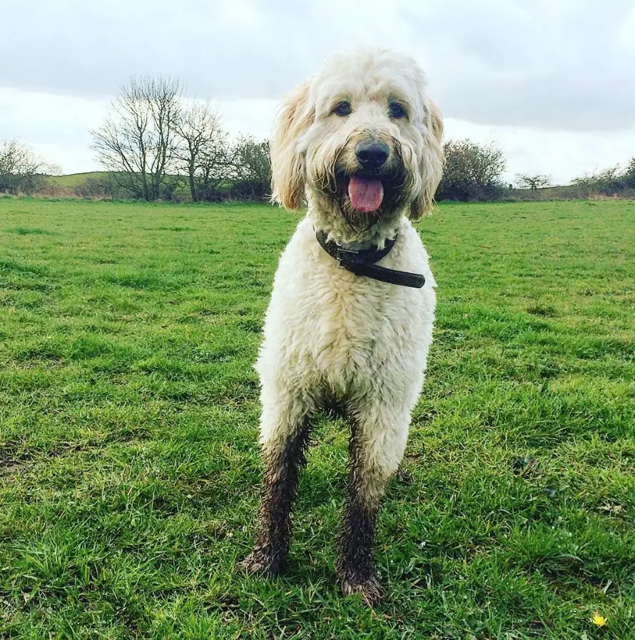 A Goldenoodle with dirt on its legs while standing in the field