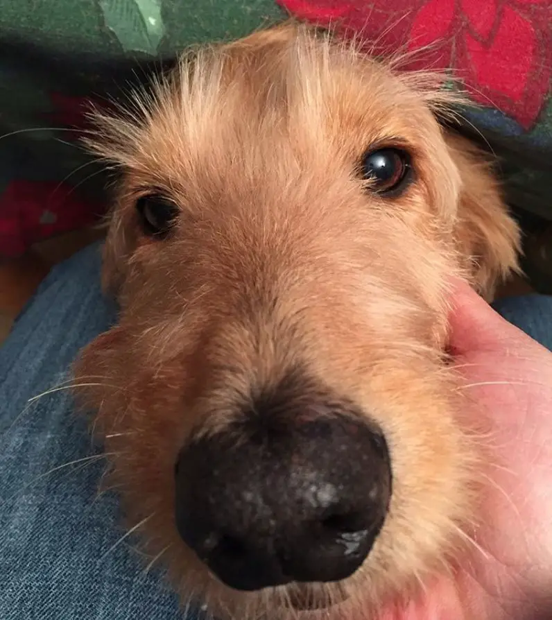 A Goldenoodle's face on the lap of a person coping its face