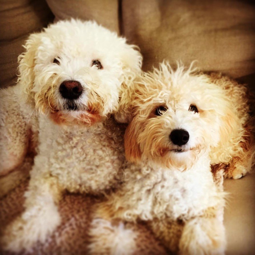 A Goldenoodle puppy lying on the couch