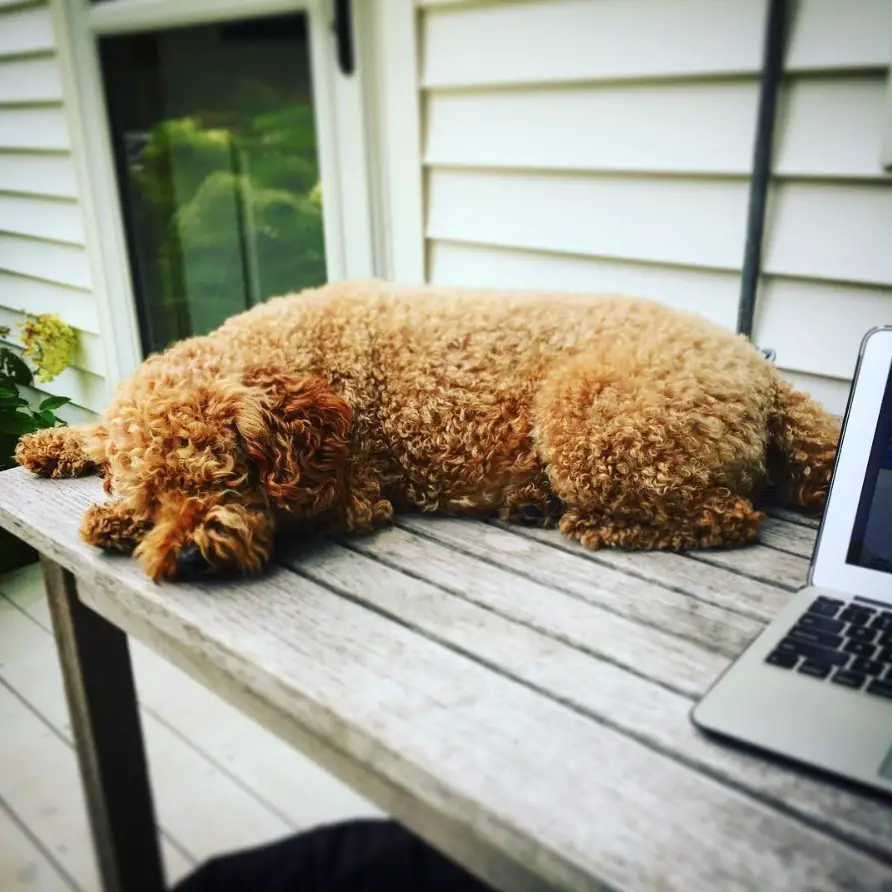 A Goldenoodle sleeping on top of the table in the front porch
