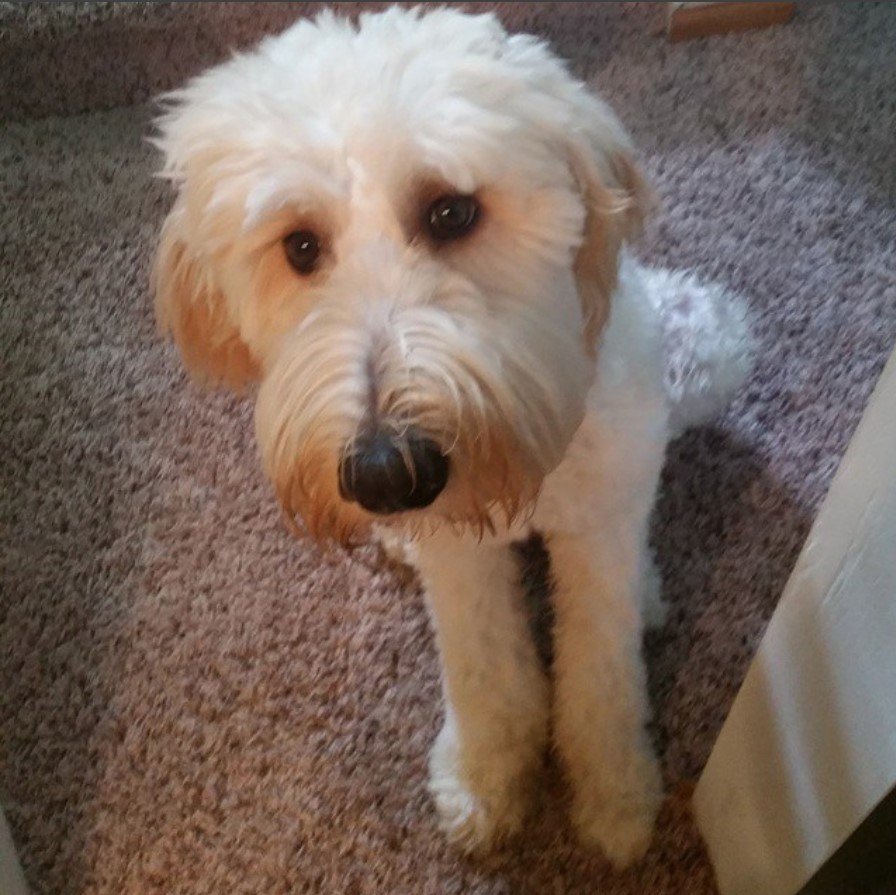 A Goldenoodle sitting on the floor