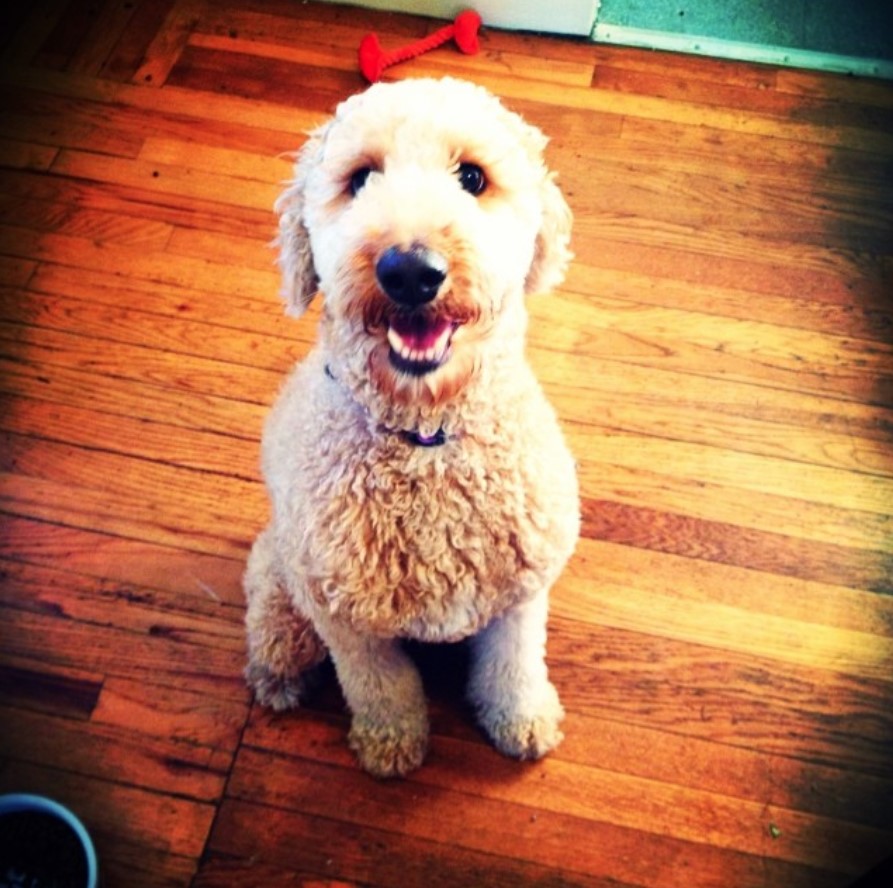 A Goldenoodle sitting on the wooden floor while smiling