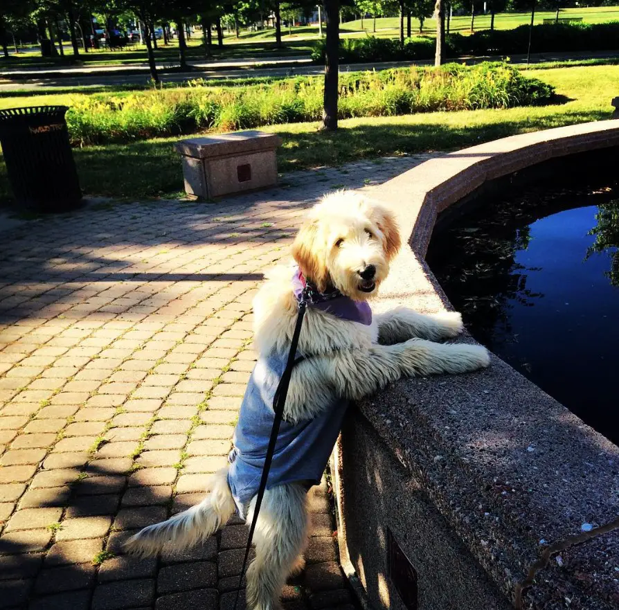 A Goldenoodle leaning towards the fountain at the park