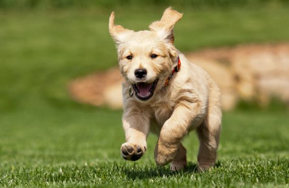 A Golden Retriever puppy running in the field of green grass