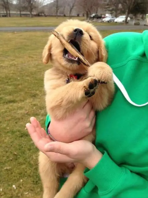 A Golden Retriever puppy biting a stick while being carried by a person at the park