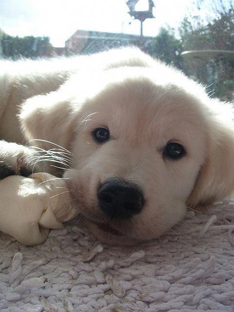 a white Golden Retriever puppy lying on top of the carpet while playing with its bone chew toy
