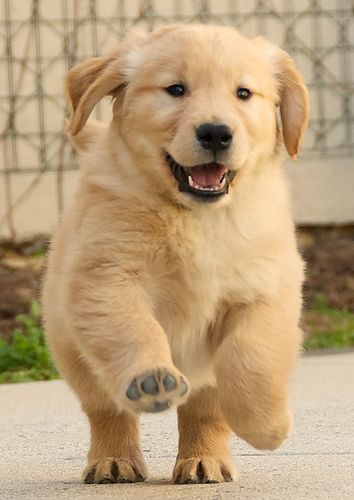 A Golden Retriever puppy running on the pavement with its happy face