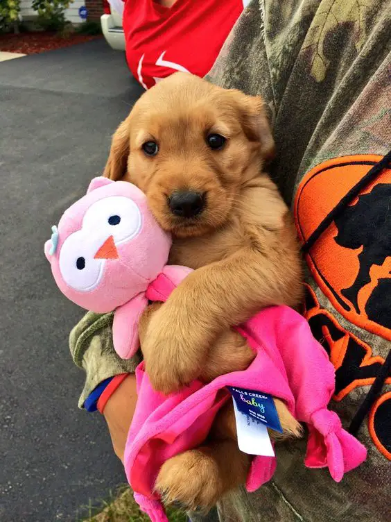A Golden Retriever puppy in the arms of a woman while hugging its stuffed toy