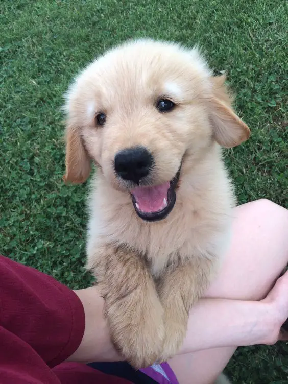 A happy Golden Retriever puppy leaning towards the person sitting on the grass