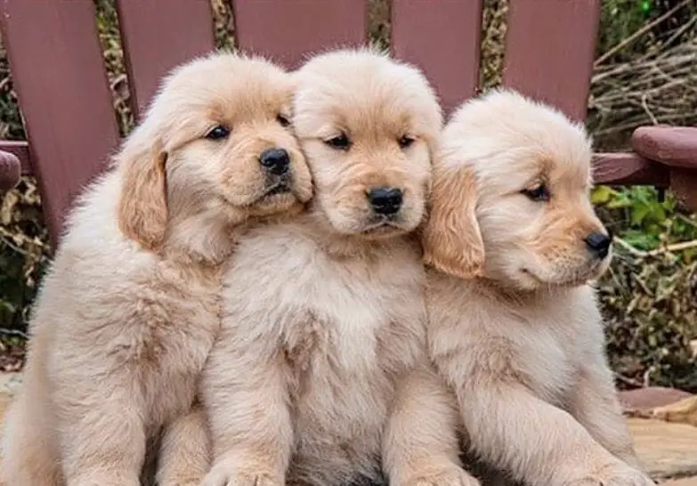 three Golden Retriever puppies sitting on the chair outdoors