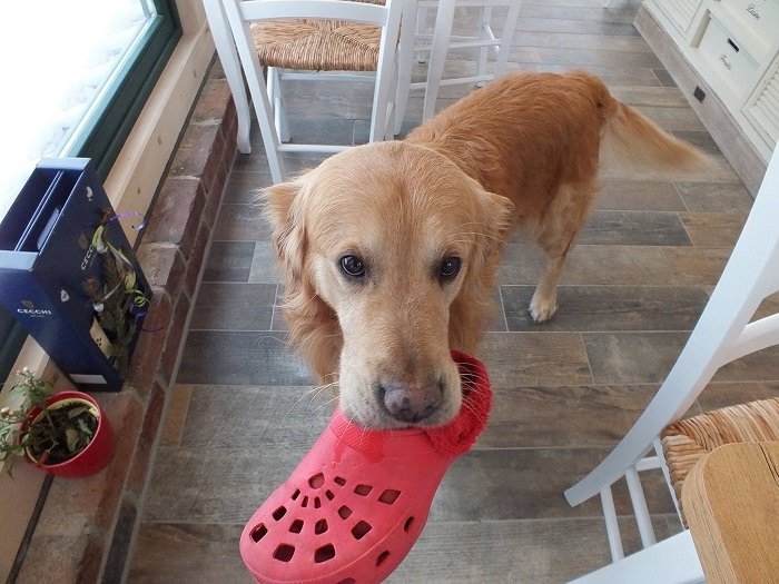 A Golden Retriever standing on the floor with slipper in its mouth