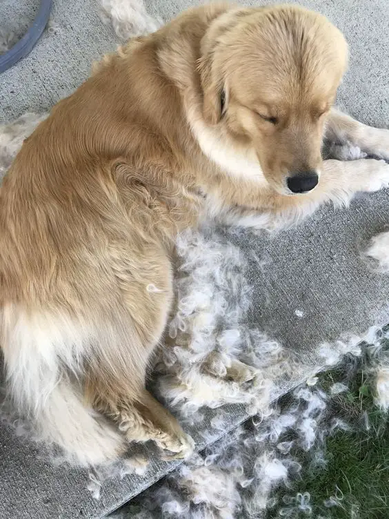 A Golden Retriever lying on the pavement with its shed fur