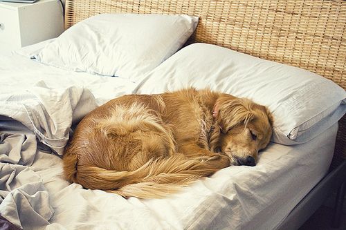 A Golden Retriever sleeping soundly on the bed