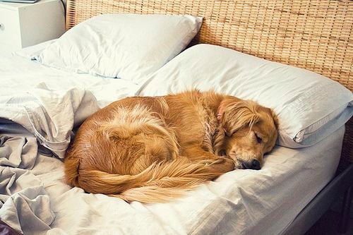 A Golden Retriever sleeping soundly on the bed