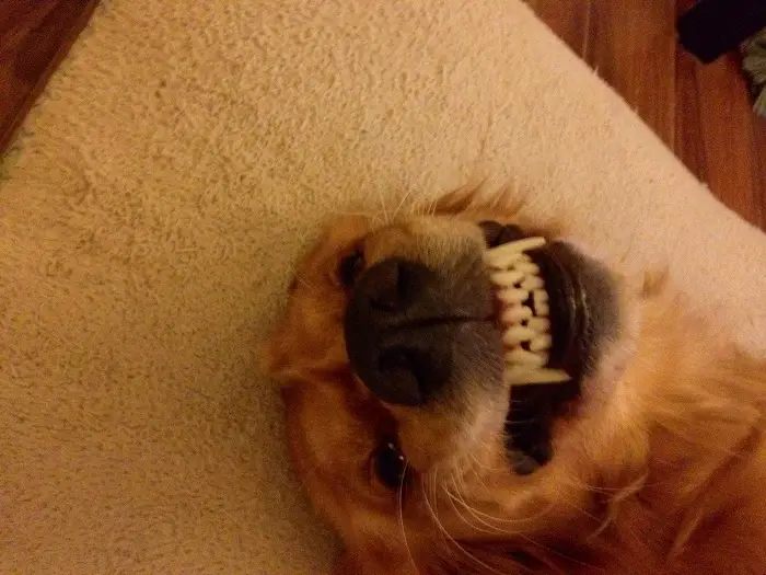 A Golden Retriever lying on the bed while smiling