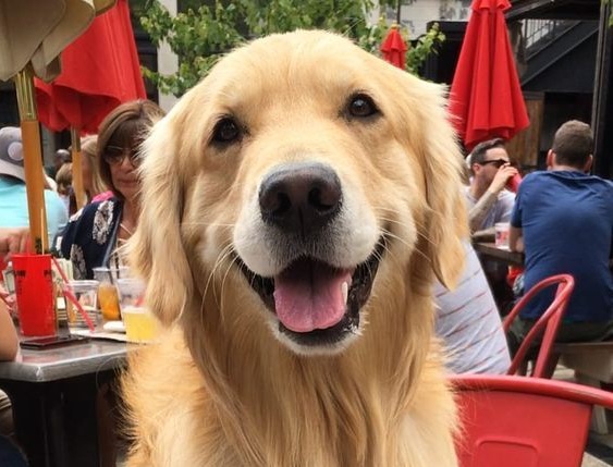 A happy Golden Retriever sitting on the chair at the restaurant