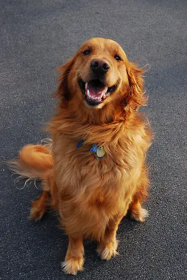 A Golden Retriever sitting on the pavement while smiling