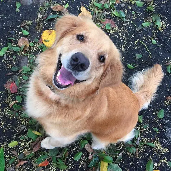 A happy Golden Retriever sitting on the ground