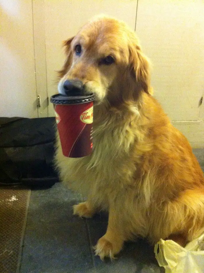 A Golden Retriever sitting on the floor with cup of coffee in its mouth