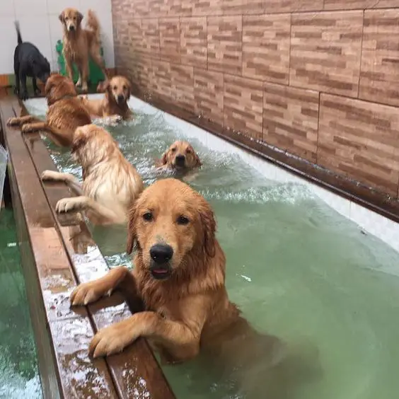 six Golden Retrievers inside the pool