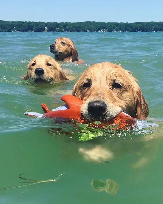 three Golden Retrievers swimming in the ocean while the one in front if hold a toy with its mouth