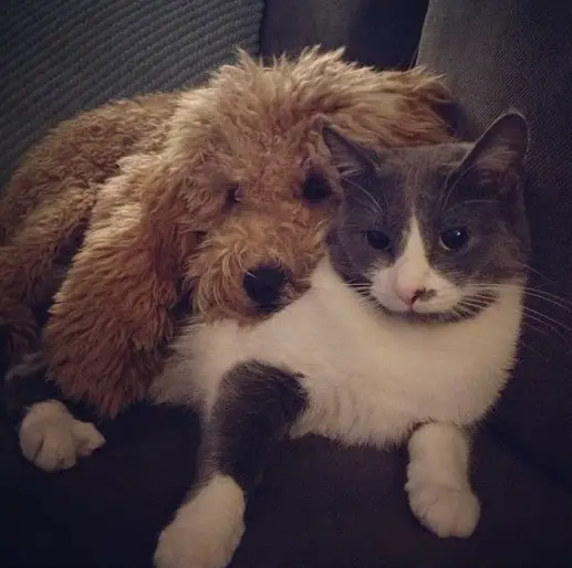A Goldendoodle lying on the couch while leaning towards the cat