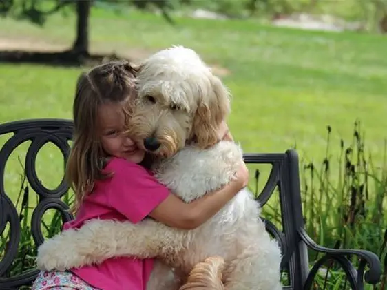 A Goldendoodle sitting on the bench at the park and hugging a girl