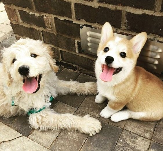 A Goldendoodle lying on the pavement in front of the corgi puppy