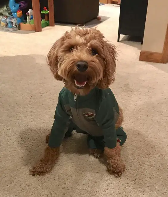 A Goldendoodle wearing a green jacket while sitting on the floor and smiling