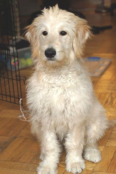 A white Goldendoodle sitting on the floor