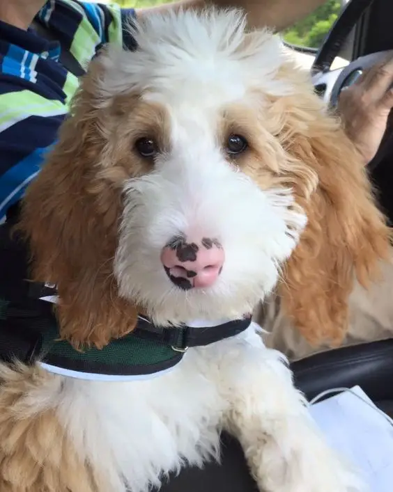 A white and red Goldendoodle sitting in the passenger seat