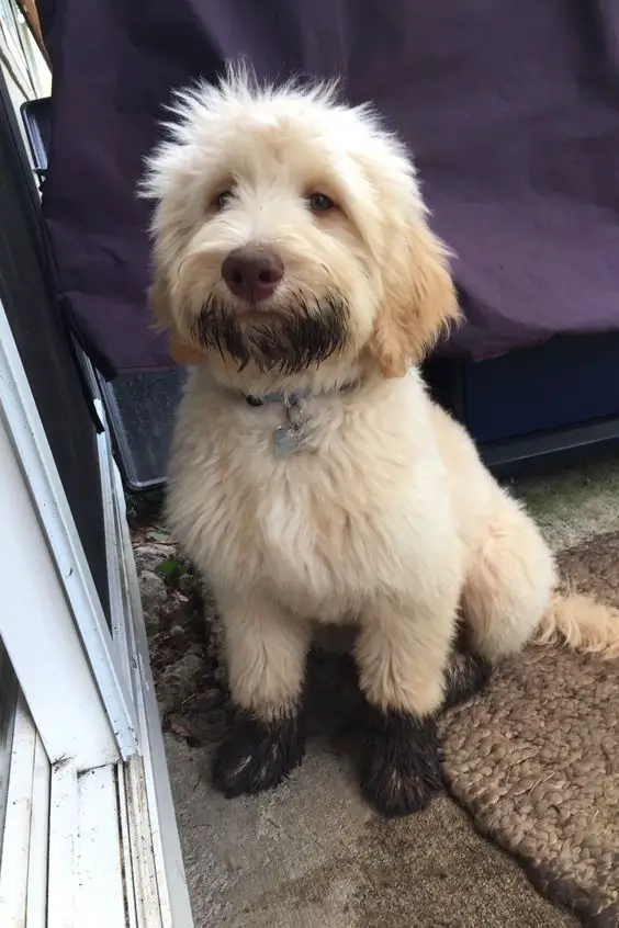 A cream Goldendoodle sitting on the floor with mud on its face and feet