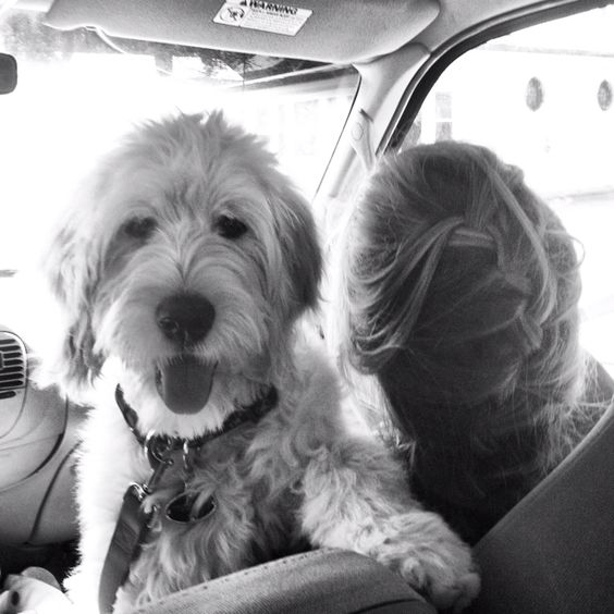 A black and white photo of a Goldendoodle sitting next to its human in the passenger seat