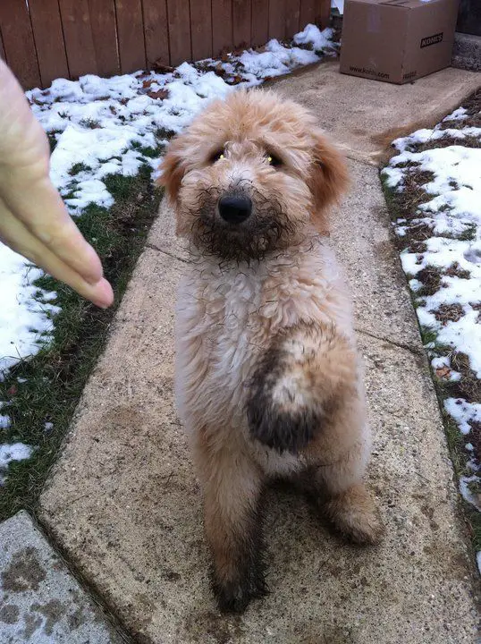 A cream Goldendoodle sitting on the pavement pathway with mud on its face and feet