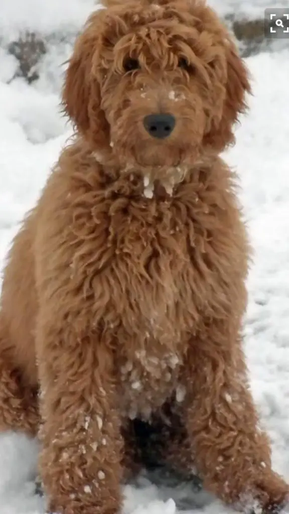 10+ Best Goldendoodle Dog Names | The Paws